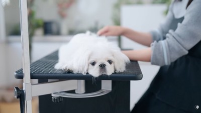 伏せてしまうもち太くん