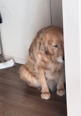 目をつぶるべるちゃん