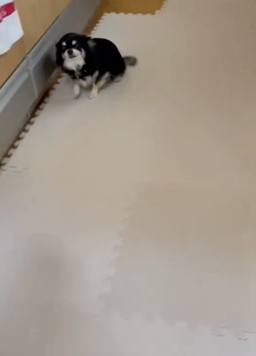 もう止まれません!