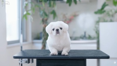 トリミング後のもち太くん