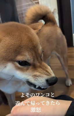 やきもちを焼くポン太くん