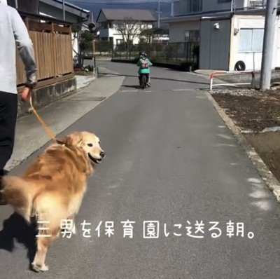 振り返る犬