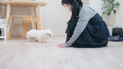 人懐っこいもち太くん