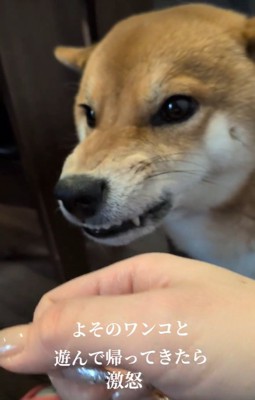 ムキ顔のポン太くん