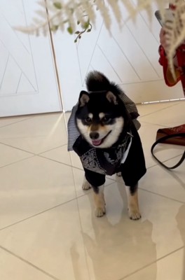 動かないラックくん