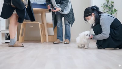 ペキニーズのもち太くん