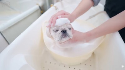 シャンプーされるもち太くん