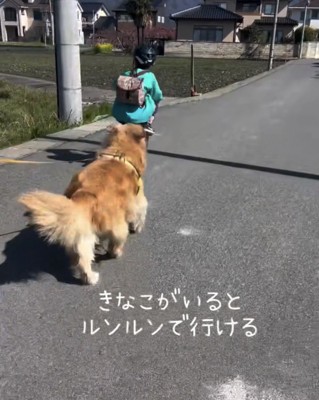 自転車を追いかける犬