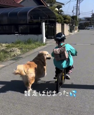 男の子と並ぶ犬