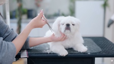 眠くなってきたもち太くん