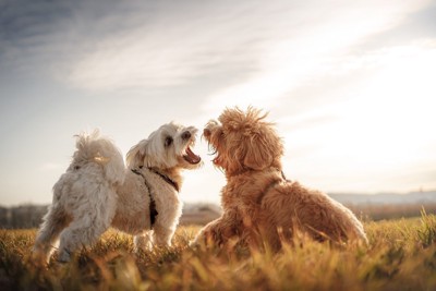 白と茶の犬