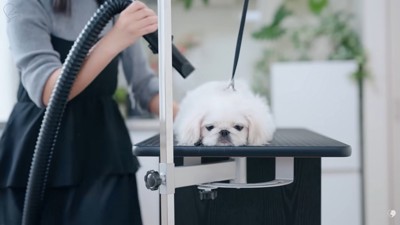 ドライヤーされるもち太くん