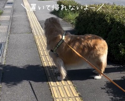 前を見つめる犬