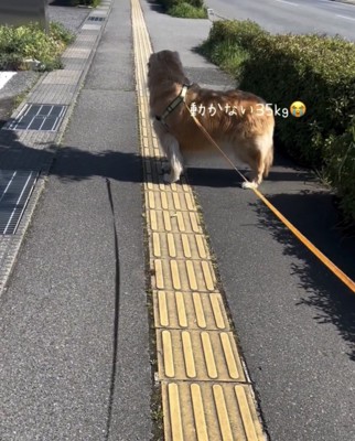 動かず踏ん張る犬