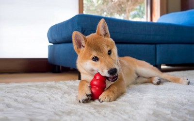 コングで遊ぶ子犬