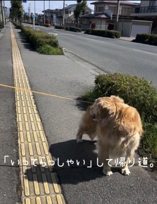 歩道で振り返る犬