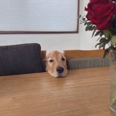 ひょっこり