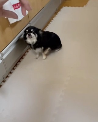 オスワリしたまま、前へ前へ