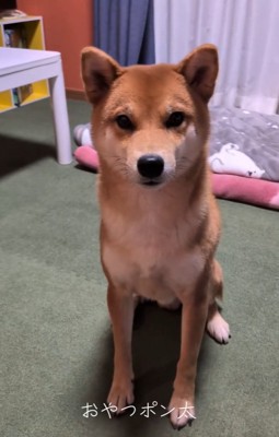 おやつを待つポン太くん