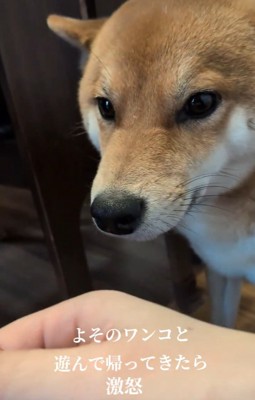 手を近づける飼い主さん