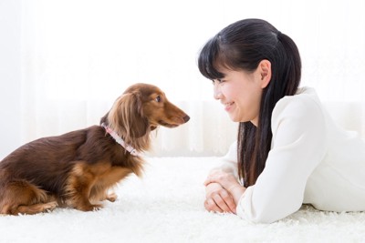 見つめ合う飼い主と犬