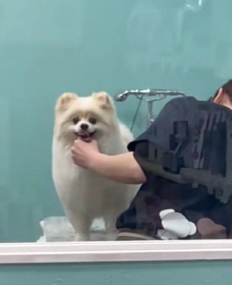 トリミング中の愛犬と…
