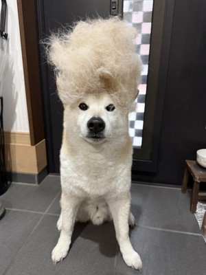 キリッ