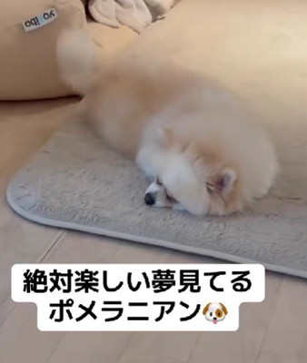 いい夢を見て尻尾フリフリ♪