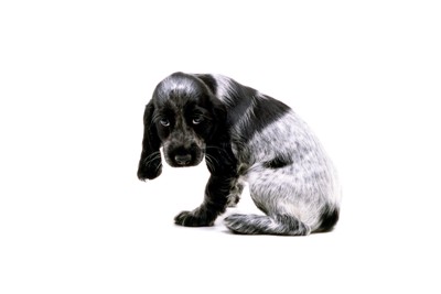 いじける犬
