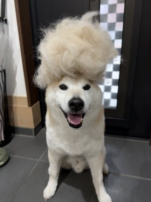 ニコニコ
