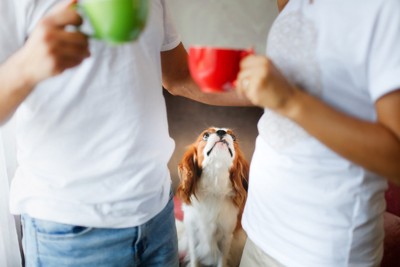 2人を見上げる犬