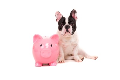 貯金箱と犬