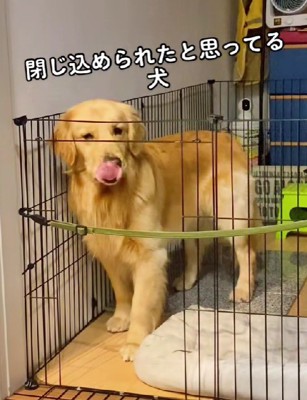 切ない顔でアピール