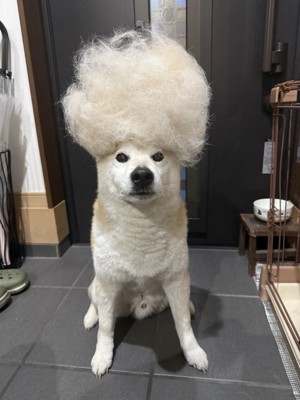 抜け毛玉