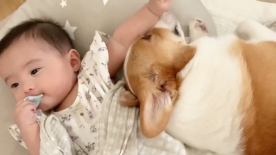 赤ちゃんを慰めにきたむぎ君
