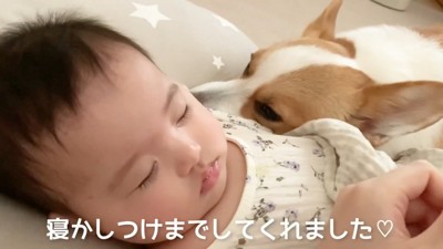 むぎ君のおかげで寝てくれました♪