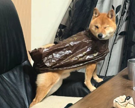 カッパが嫌でフリーズ!!