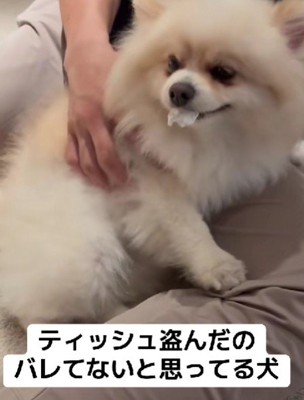 悪そうな顔のポポちゃん