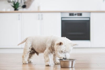 食器を覗く、白い犬