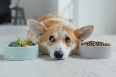 コーギー、フードと野菜