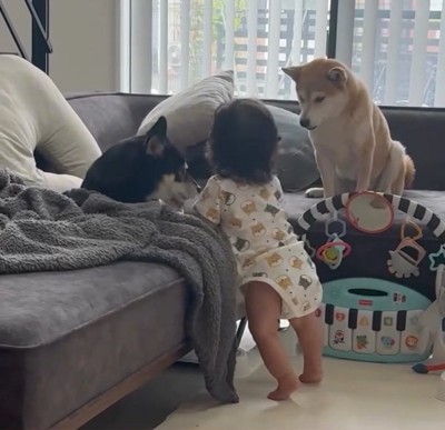 柴犬のそばにいる息子さん