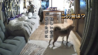 怪しい音がすると扉の前で警戒