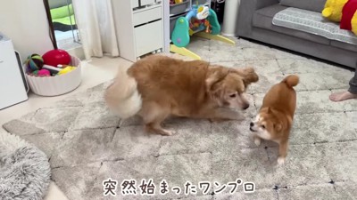 突然始まるワンプロ