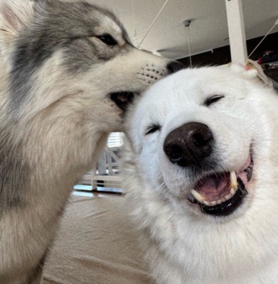 同居犬のPOWちゃんも♪