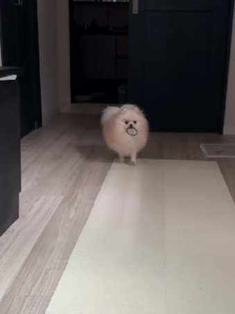 うるたんちゃんが登場