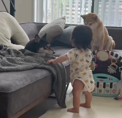 柴犬たちに近づく息子さん