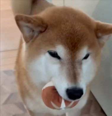 しいたけ