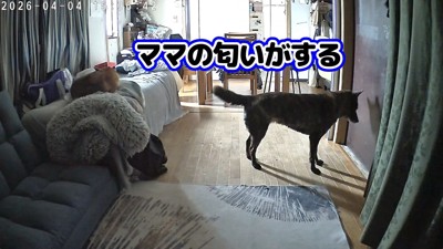 ママさんの気配を察知