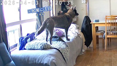 ハルヱちゃんはしょんぼり