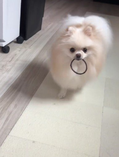 髪ゴムを咥えてる！！